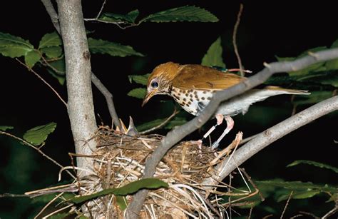 Queens County Bird Club Home.